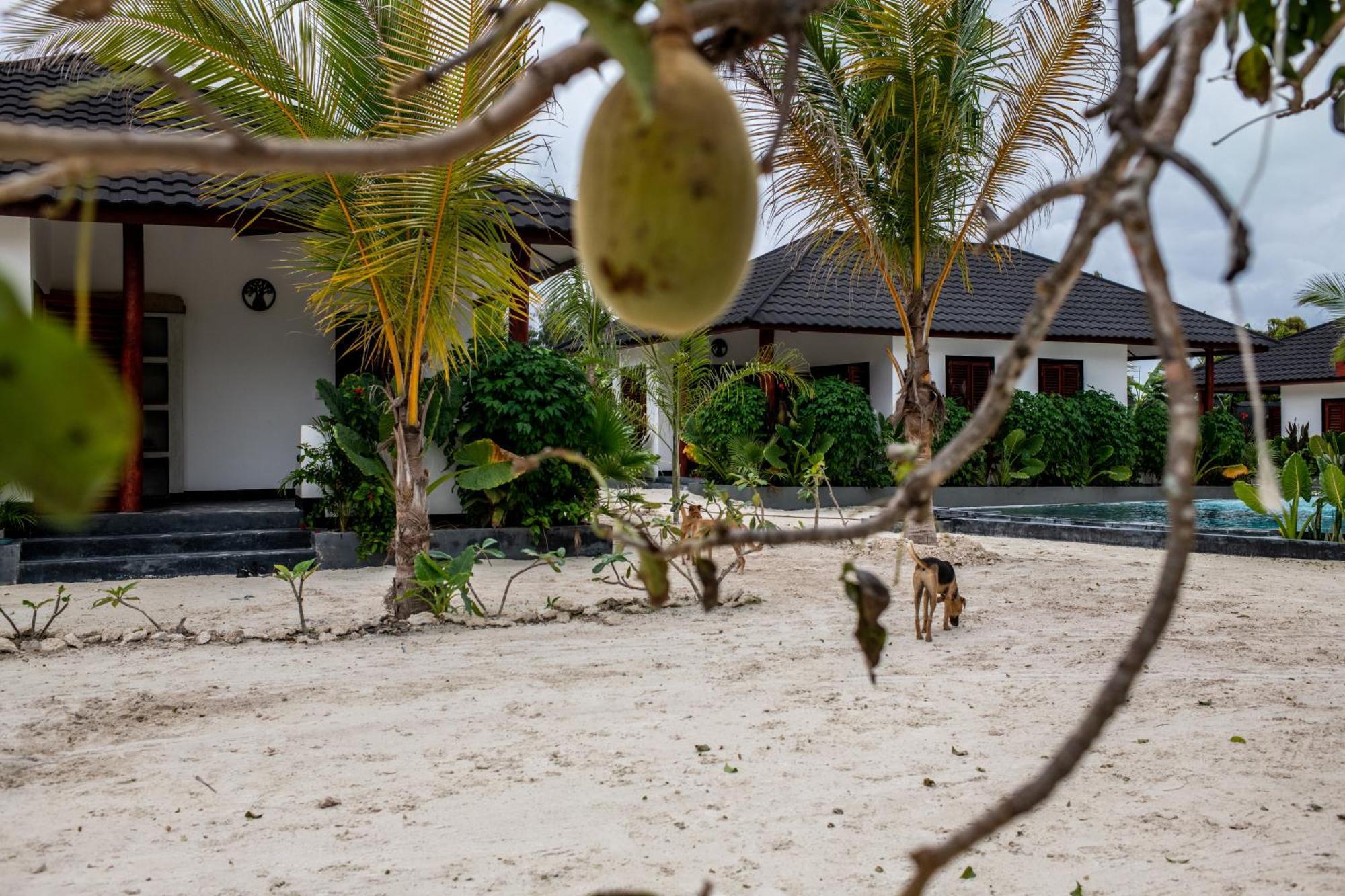 Baobab Bungalows Jambiani  Bagian luar foto